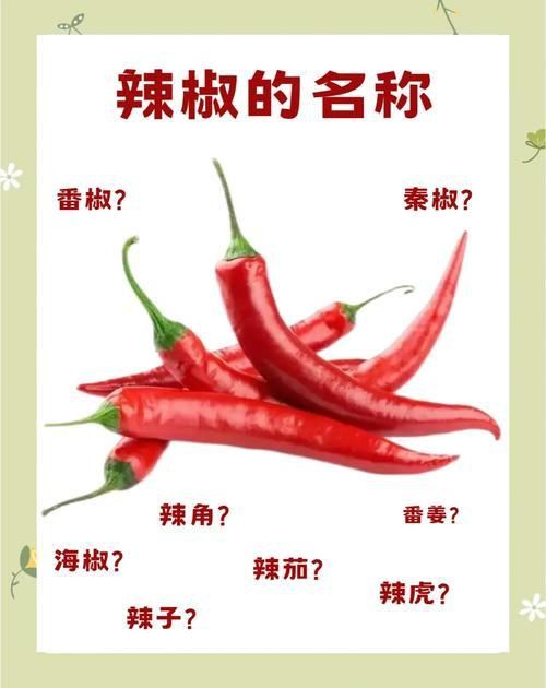 辣椒種類圖帶名稱大全