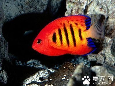紅龍魚的正確飼養方法熱帶魚怎么養（紅龍魚的正確飼養方法）