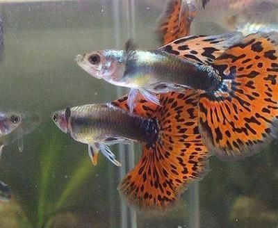 紅龍魚的正確飼養方法熱帶魚怎么養（紅龍魚的正確飼養方法）