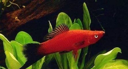 紅龍魚的正確飼養方法熱帶魚怎么養（紅龍魚的正確飼養方法）