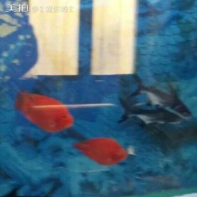龍魚虎頭鯊（虎頭鯊怎么養？）