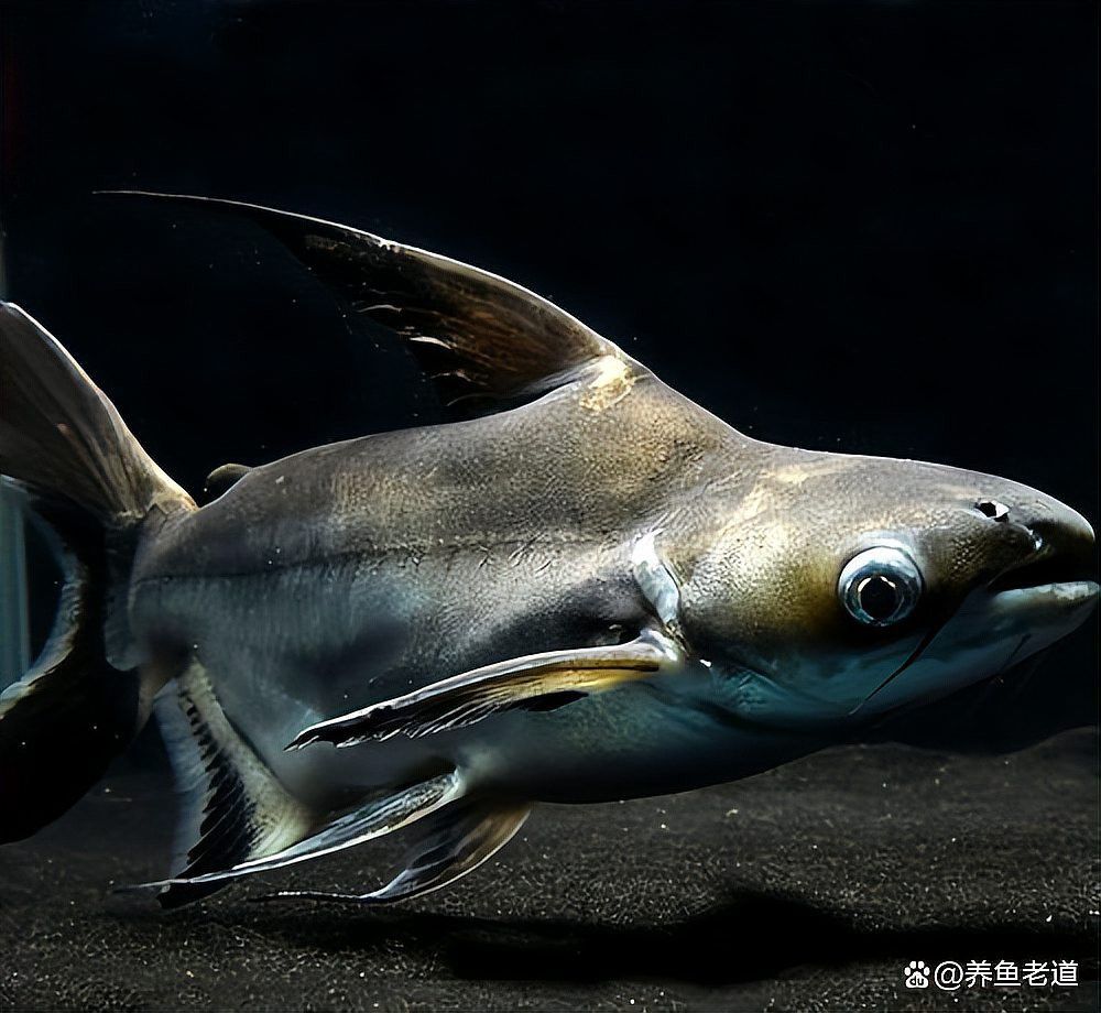 金龍魚和汗鯊混養怎么樣