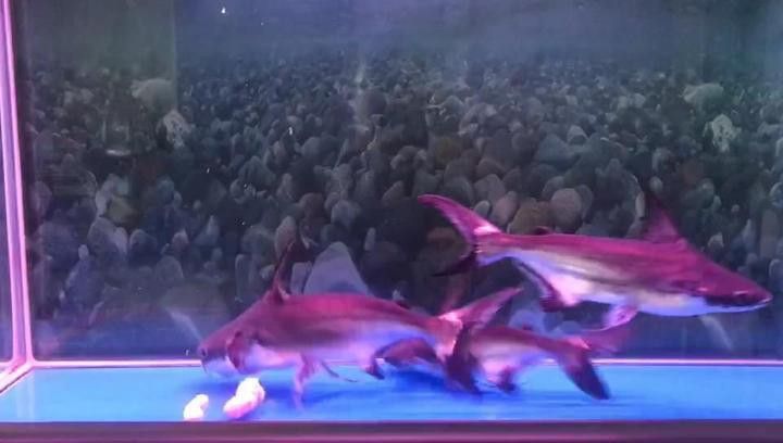 金龍魚和汗鯊混養怎么樣