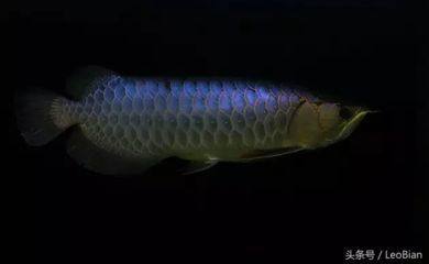 藍底過背金龍魚燈光：藍底過背金龍魚燈光指南