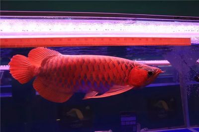 龍魚(yú)比賽視頻大全集播放（如何挑選優(yōu)質(zhì)的龍魚(yú)）