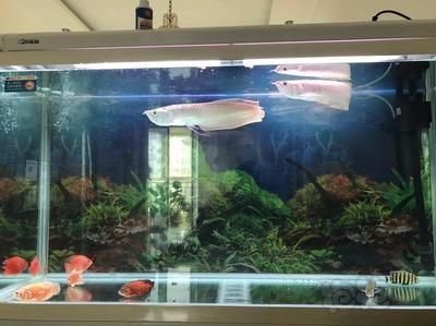龍魚(yú)撞魚(yú)缸死了：龍魚(yú)撞缸死亡的原因及解釋