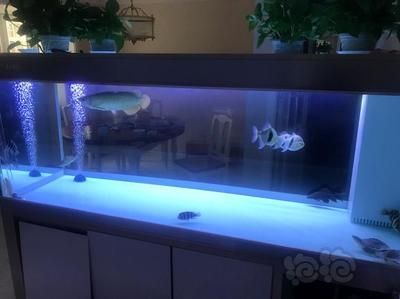 龍魚(yú)撞魚(yú)缸死了：龍魚(yú)撞缸死亡的原因及解釋