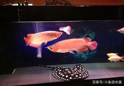 龍魚(yú)撞魚(yú)缸死了：龍魚(yú)撞缸死亡的原因及解釋