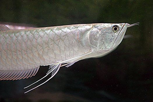 養銀龍魚視頻大全圖片