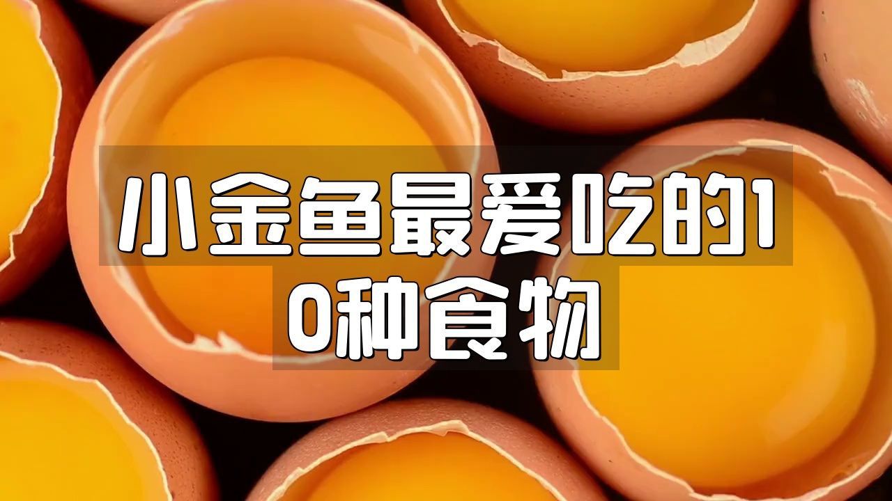 金龍魚眼睛手術后能吃嗎：金龍魚手術后能吃魚嗎
