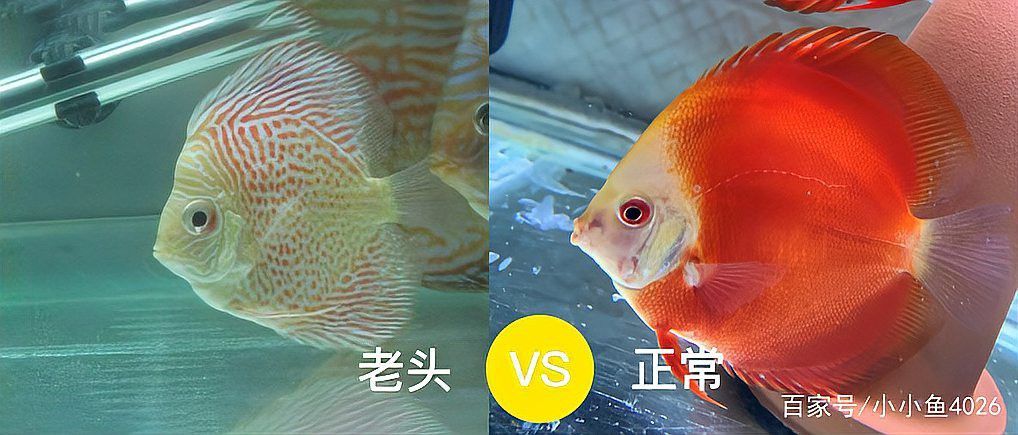 如何區分龍魚中的老頭魚？