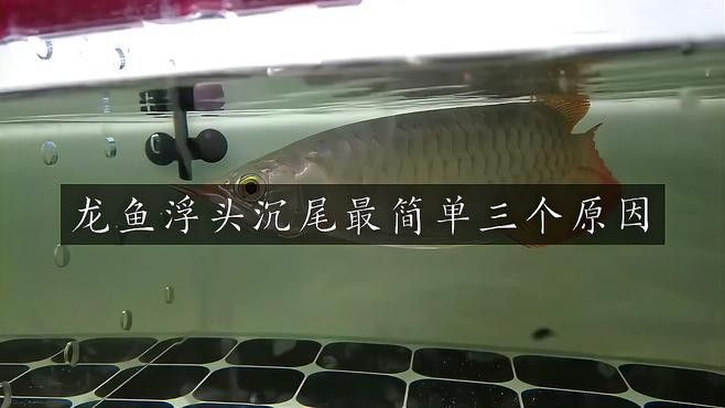 哪些情況下龍魚浮頭沉尾需要立即就醫(yī)？