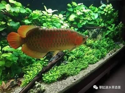 龍魚缸可以種水草嗎：龍魚缸養水草的注意事項www.laichahao.com7.