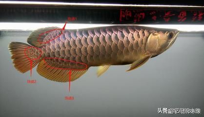 龍魚結構與功能圖解：龍魚的結構與功能