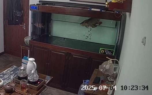 我想看紅龍魚的圖片和視頻