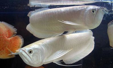 銀龍魚混養的風險分析：銀龍魚混養存在一定的風險