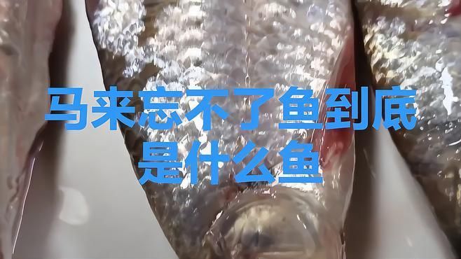 馬來西亞忘不了魚就是鯉魚
