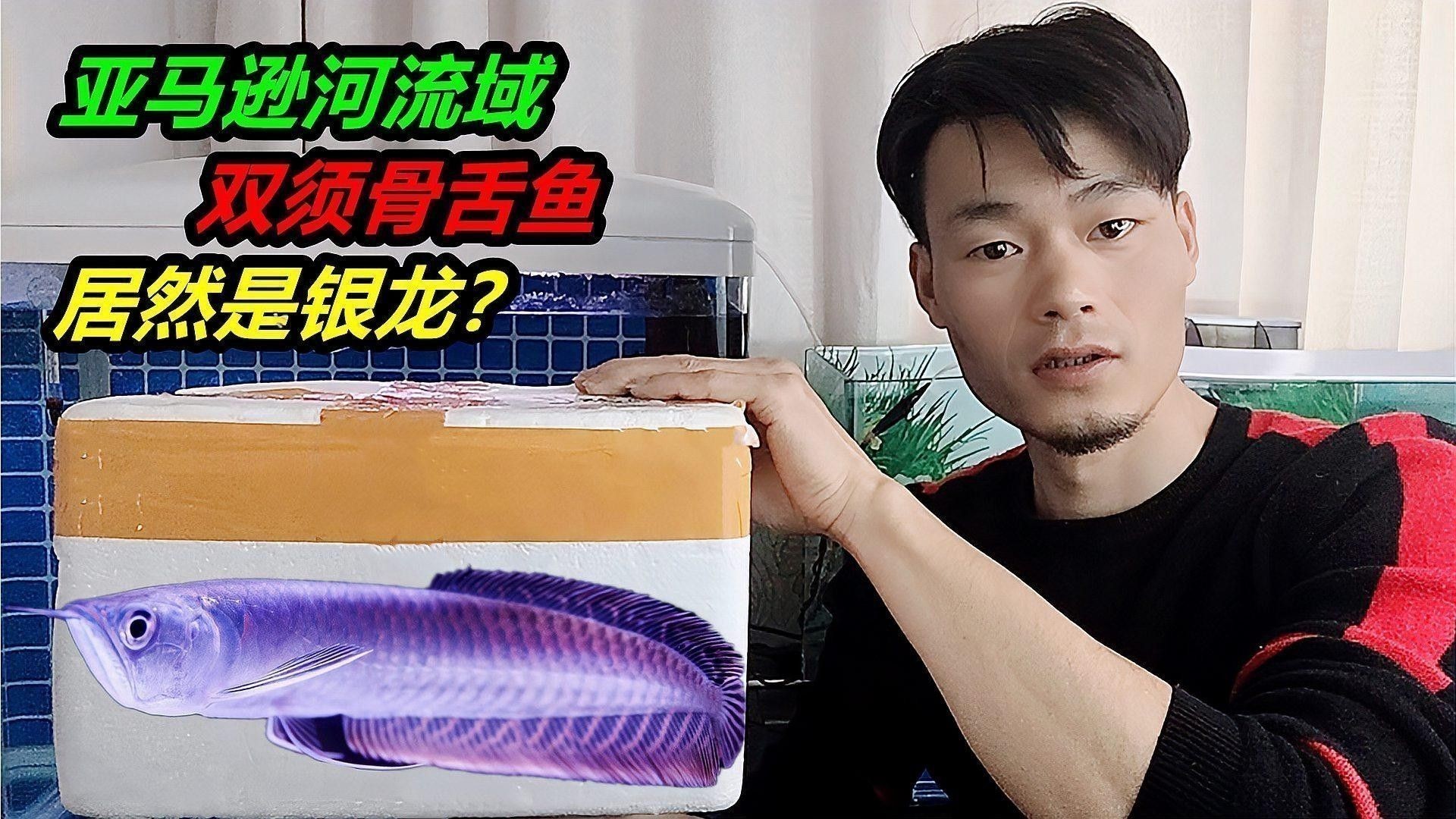 銀龍魚開口喂什么魚好