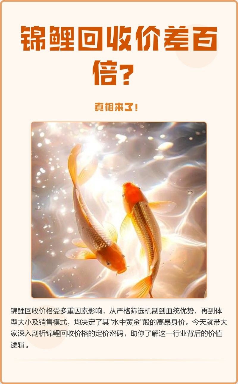 龍魚和錦鯉的市場價格差異大嗎？
