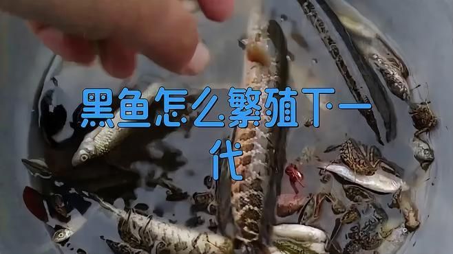 請詳細描述雷龍魚和黑魚的繁殖過程