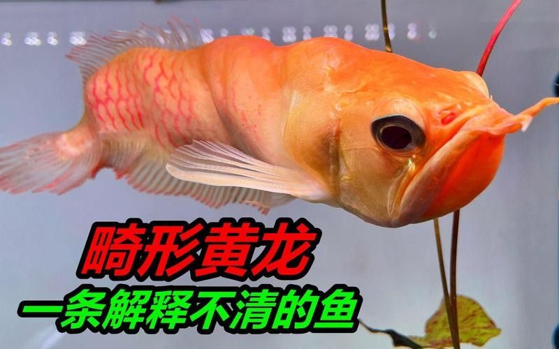 銀龍魚混養需要多長時間磨合