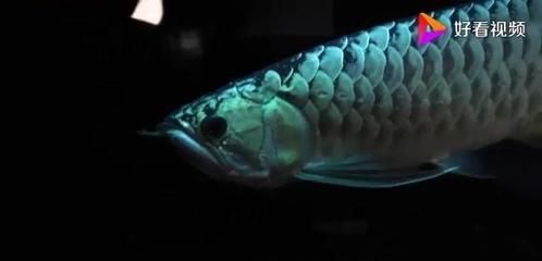 龍魚好好的不進食了怎么辦（龍魚不吃東西怎么辦）