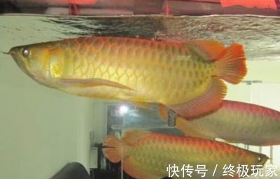 金龍魚看品相怎么看：如何判斷金龍魚的品相