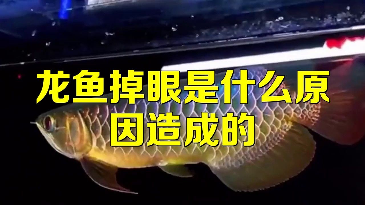 龍魚一開燈就掉眼屎