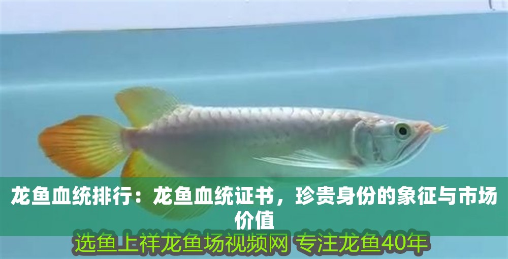 龍魚血統排行：龍魚血統證書，珍貴身份的象征與市場價值
