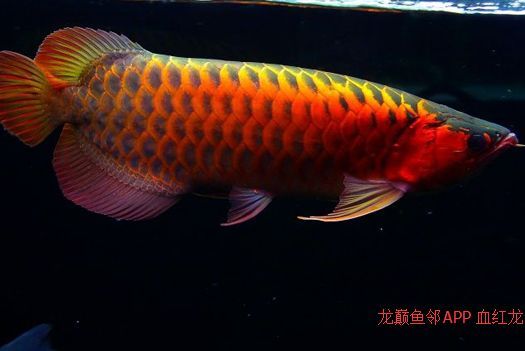 龍魚怎么區分亞成魚和成魚的區別呢（亞成魚和成魚有什么區別？）