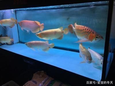 龍魚 喂養(yǎng)：龍魚的喂養(yǎng)需要注意一些細(xì)節(jié)，