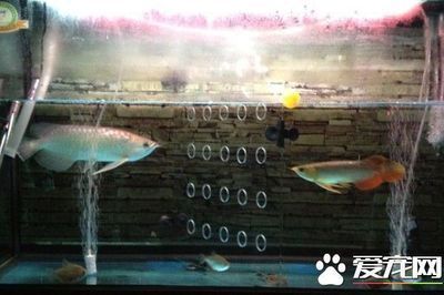 龍魚飼養技術（龍魚飼養技術摘要）