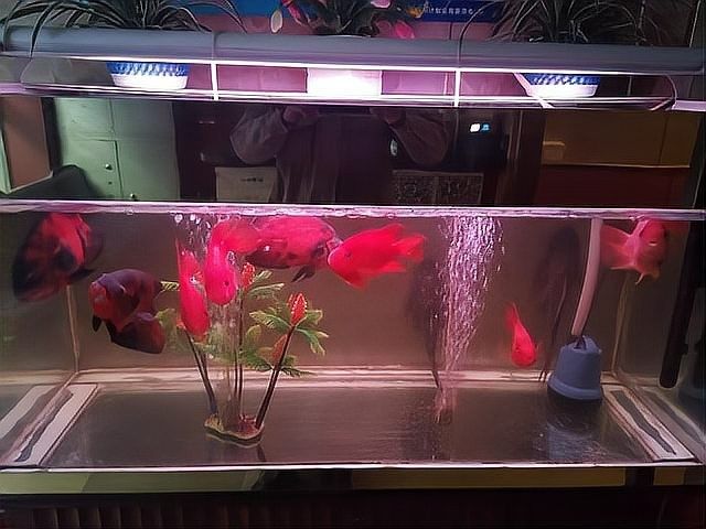 銀龍魚膽子小
