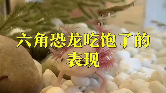 如何判斷六角恐龍是否吃飽？