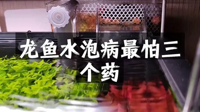 龍魚眼睛有白膜怎么辦呢吃什么藥好