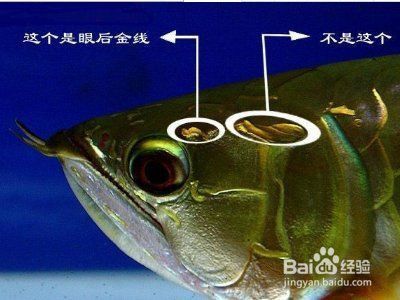 金龍魚分三個(gè)等級(jí)