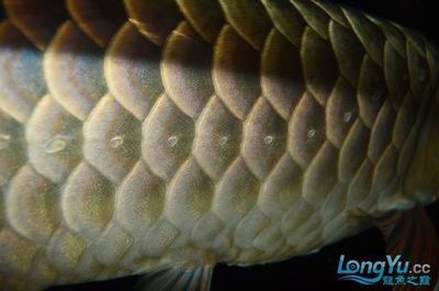 紅龍魚背上鱗片掉了一片能長出來嗎：紅龍魚掉鱗后的養護需要多方面注意案例和經驗和經驗