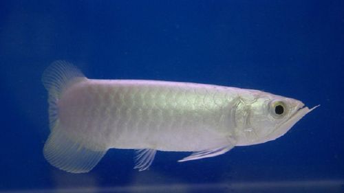 銀龍魚水溫過高處理方法：銀龍魚水溫過高的情況是非常重要的，夏季魚缸溫差控制方法