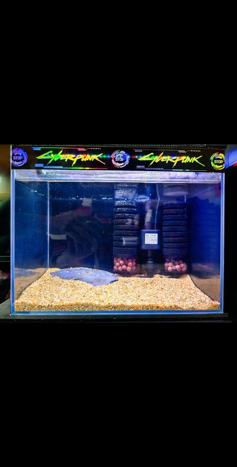 雷龍魚白眼