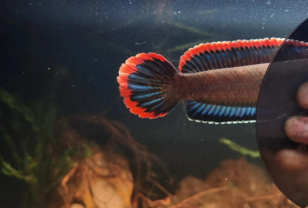 雷龍魚白眼