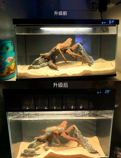 雷龍魚白眼