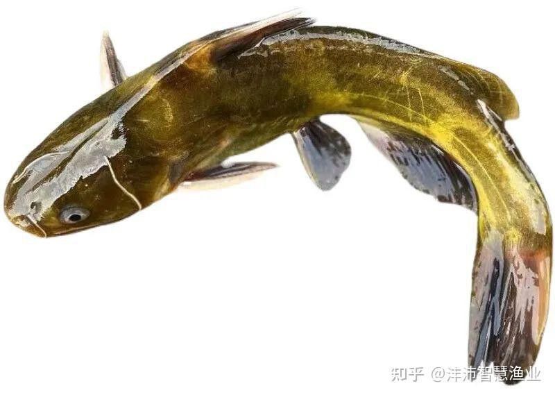 腹水病對雷龍魚有哪些具體影響？