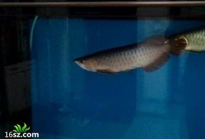 龍魚的常見病癥有哪些表現：龍魚的一些常見病癥有哪些表現