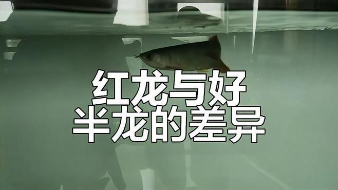 如何辨別真假大湖紅龍？ 如何辨別真假大湖紅龍？ 龍魚百科 第2張