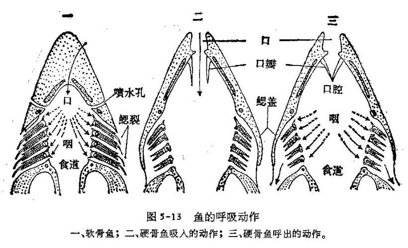 金龍魚總是嘴一張一合