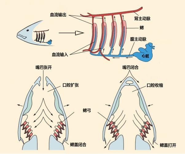 金龍魚總是嘴一張一合