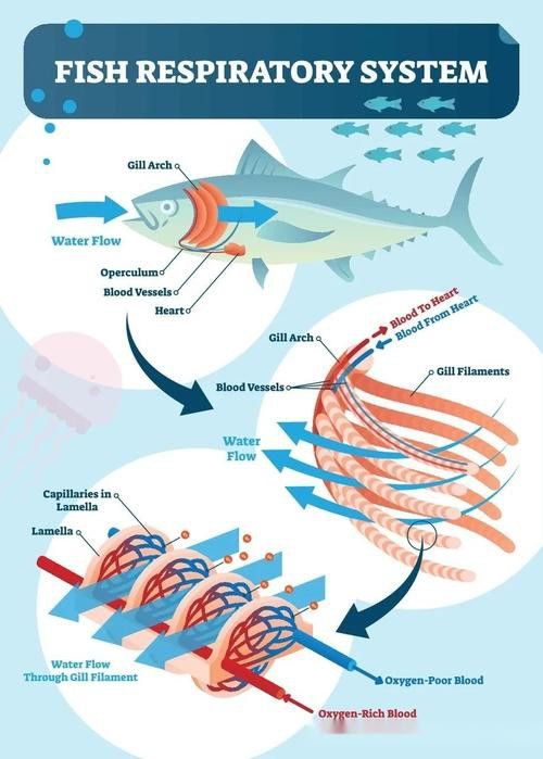 金龍魚總是嘴一張一合