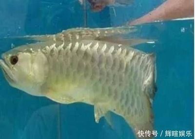 金龍魚老是張嘴怎么回事【金龍魚老是張嘴怎么回事金龍魚老是張嘴可能是因為缺氧】