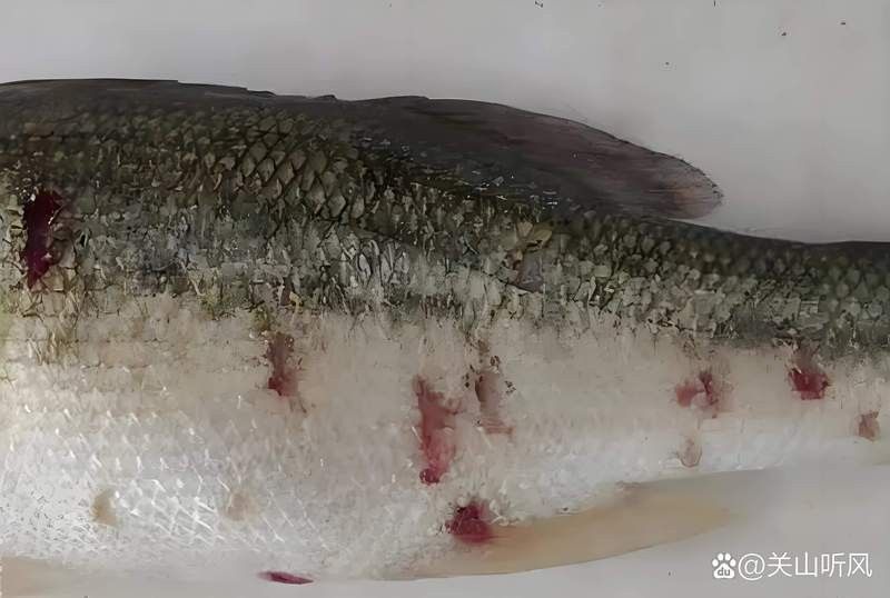 黑霉病對龍魚有哪些具體危害？