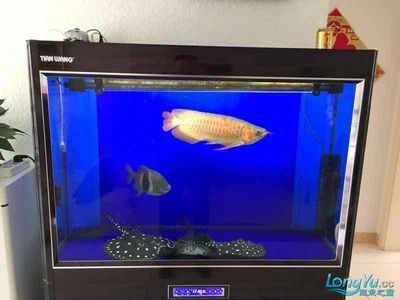 龍魚下必定清后多久有效果：龍魚下必定清后多久有效果，龍魚下必定清后多久有效果的問題